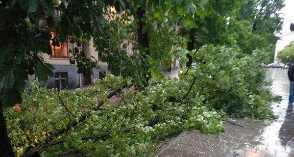 Ливень во Львове: ветром вырвало деревья и затопило супермаркет