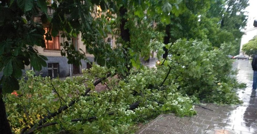 Ливень во Львове: ветром вырвало деревья и затопило супермаркет