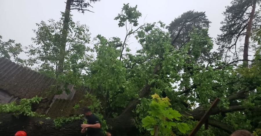 На Львовщине огромное дерево раздавило дом: погибла женщина