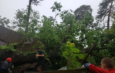 На Львовщине огромное дерево раздавило дом: погибла женщина