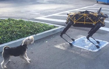 Роботы-собаки впервые поступили в свободную продажу в США