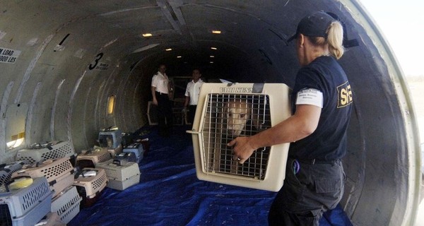 В МАУ отреагировали на обвинения в массовой гибели животных на борту их самолета