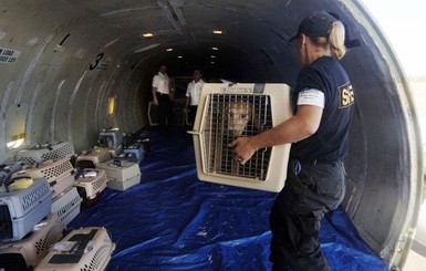 В МАУ отреагировали на обвинения в массовой гибели животных на борту их самолета