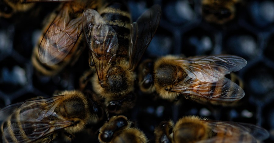 Регион в Хорватии объявил о стихийном бедствии из-за массовой гибели пчел 