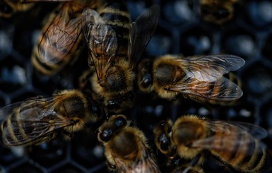 Регион в Хорватии объявил о стихийном бедствии из-за массовой гибели пчел 