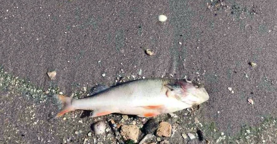 На Николаевщине в Южном Буге массово гибнет рыба