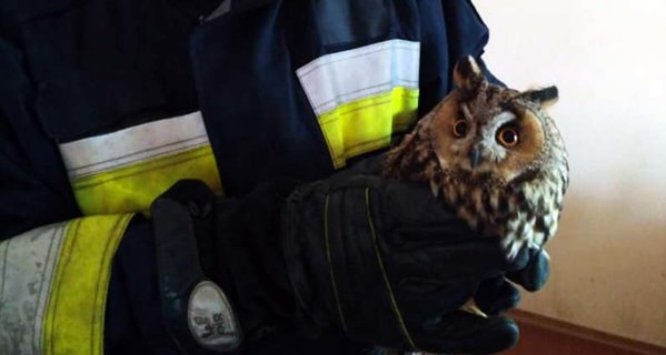 В Днепре спасатели вызволили из плена сову и маленькую собачку 