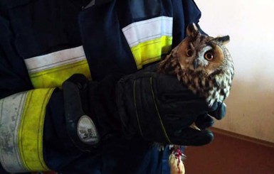 В Днепре спасатели вызволили из плена сову и маленькую собачку 