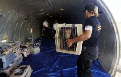 Канада подтвердила смерть 38 украинских щенков в самолете