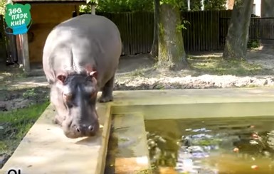 Бегемотиха Лили из киевского зоопарка искупалась в бассейне с яблоками