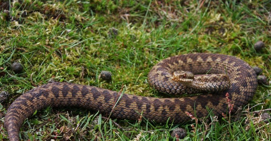 5 мифов о змеях, или почему при укусе нельзя прижигать рану и отсасывать яд