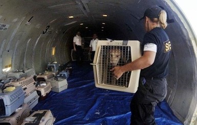 Гибель 38 щенков в самолете МАУ: полиция завела уголовное дело 