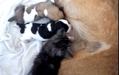 В Запорожье потерявшая своих детей собака приютила щенков и котенка