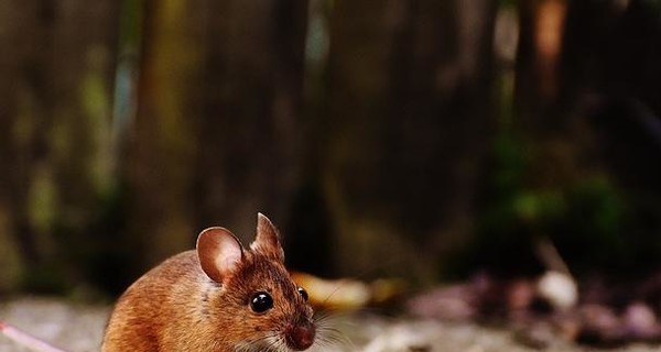 Генная терапия спасла мышей с болезнью Паркинсона