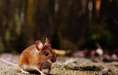 Генная терапия спасла мышей с болезнью Паркинсона