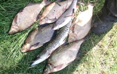 В речке Стыр на Волыни массово гибнет рыба. Еще живых рыбин люди достают из воды сачками