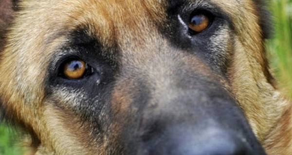 Жителей Днепра растрогала собака, которая плачет на улице после потери хозяина