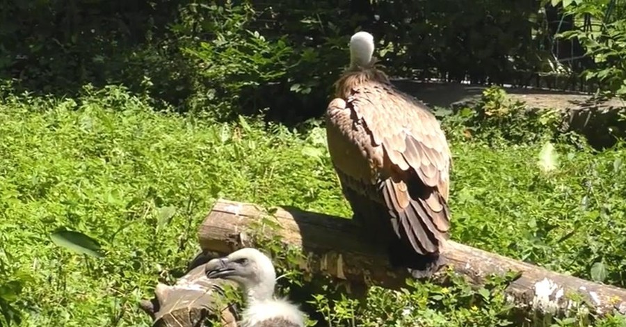 В Киевском зоопарке появились хищные птицы из Красной Книги Украины