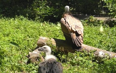 В Киевском зоопарке появились хищные птицы из Красной Книги Украины