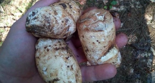 Охотники за трюфелями: Продать деликатес в Украине сложнее, чем найти в лесу