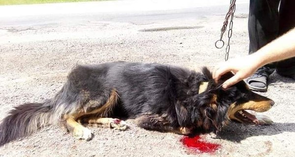 В Хмельницкой области спасли собаку, которую пенсионеры привязали цепью к движущейся машине