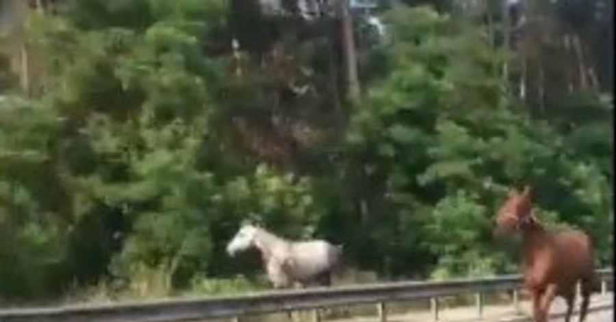 По Киеву бегают беспризорные лошади 