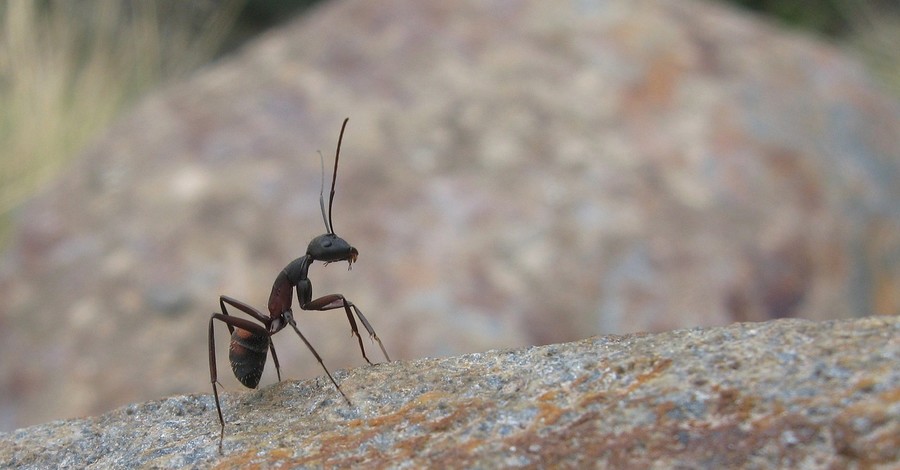 Как избавиться от муравьев: ТОП-5 самых эффективных способов