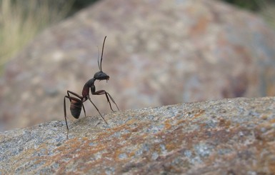 Как избавиться от муравьев: ТОП-5 самых эффективных способов