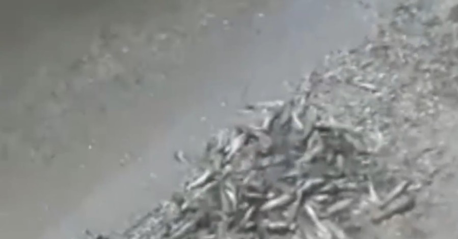 На Николаевщине массово гибнет рыба в Днепровском лимане