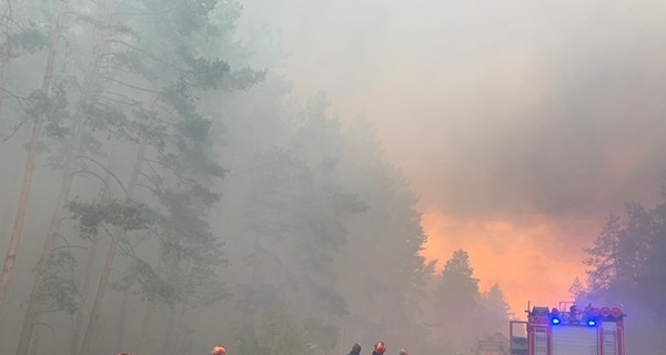 Лес в Луганской области мог загореться из-за попадания снаряда со стороны ОРДЛО
