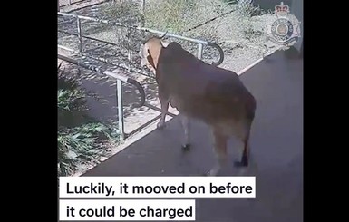 В Австралии корова пробралась в полицейский участок и стала звездой соцсетей
