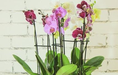 Уход за орхидеей: секреты правильного выращивания 