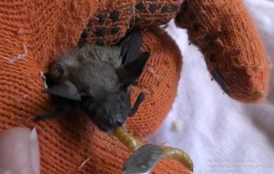 В Киевском зоопарке спасли детеныша летучей мыши