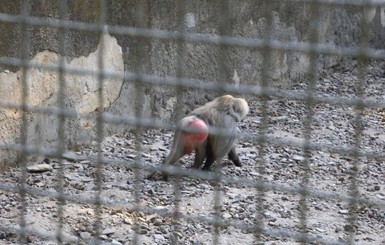 В Одессе ловили трех гамадрилов, которые сбежали из зоопарка