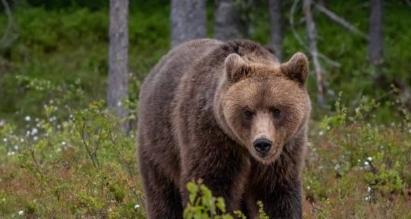 Самый разыскиваемый в Италии медведь снова сбежал