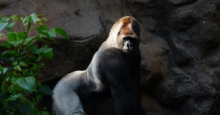 Браконьера, убившего в Уганде гориллу вымирающего вида, осудили на 11 лет