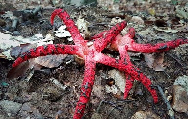 В лесах Украины нашли редкие грибы - пальцы дьявола