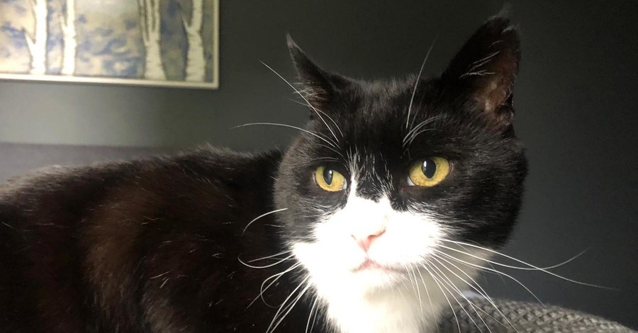 Знаменитый кот Палмерстон из МИД Великобритании ушел в отставку