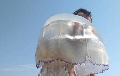 В Кирилловке похвастались гигантской медузой