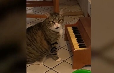 Кот, который играет на пианино, когда ему хочется есть, стал звездой соцсетей