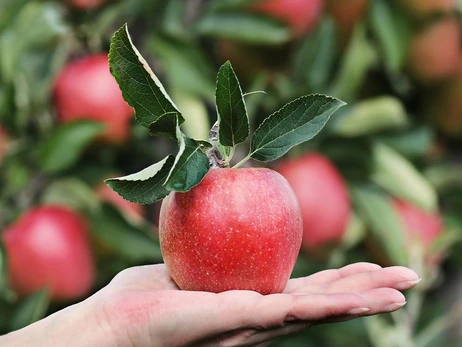 Яблочный спас 2022: дата, правила и запреты