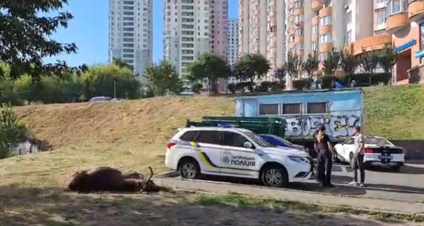 В Киеве насмерть сбили лося 