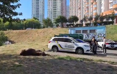 В Киеве насмерть сбили лося 