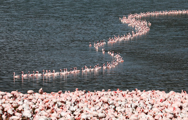 Озеро в Кении наводнили сотни тысяч фламинго