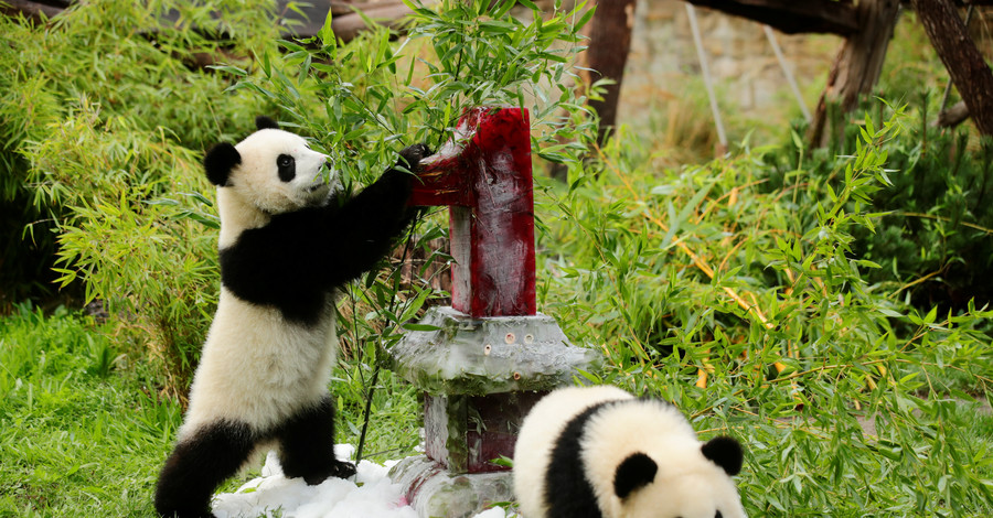 Берлинские панды-близнецы отметили свой первый день рождения