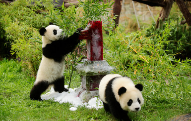 Берлинские панды-близнецы отметили свой первый день рождения