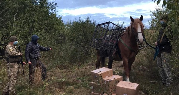 Контрабандист пытался вьючной лошадью провезти в Украину из России табак для кальяна