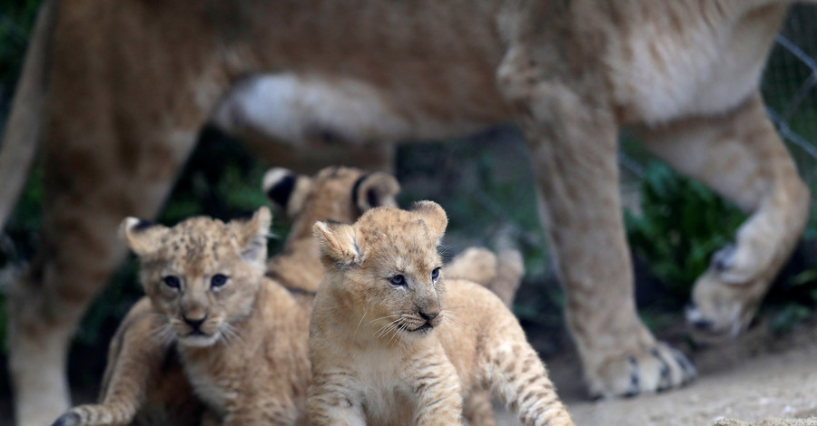 В чешском зоопарке показали редких львят 