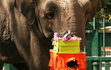 В зоопарке Одессы для слонихи устроили праздник с аниматорами и танцами