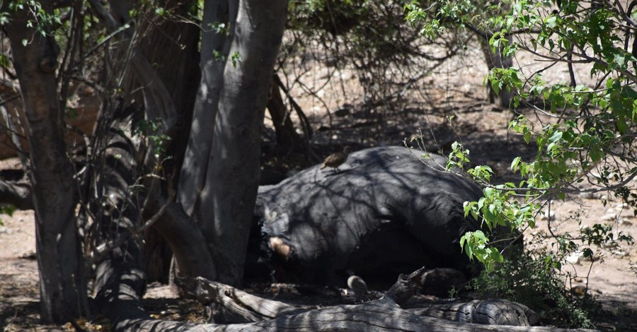 Ученые выяснили неожиданную причину массовой гибели слонов в Ботсване